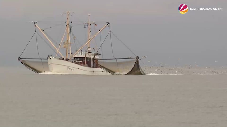 Krabbenfischer in der Nordsee machen wieder mehr Fang