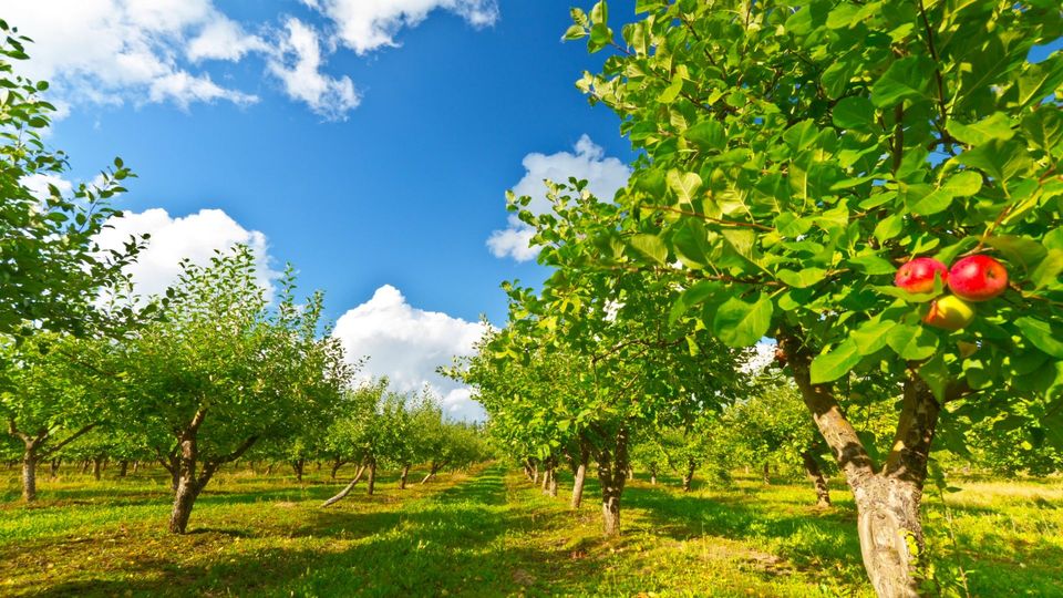 Steht der Apfel im Jahr 2024 vor einem Preis-Schock?